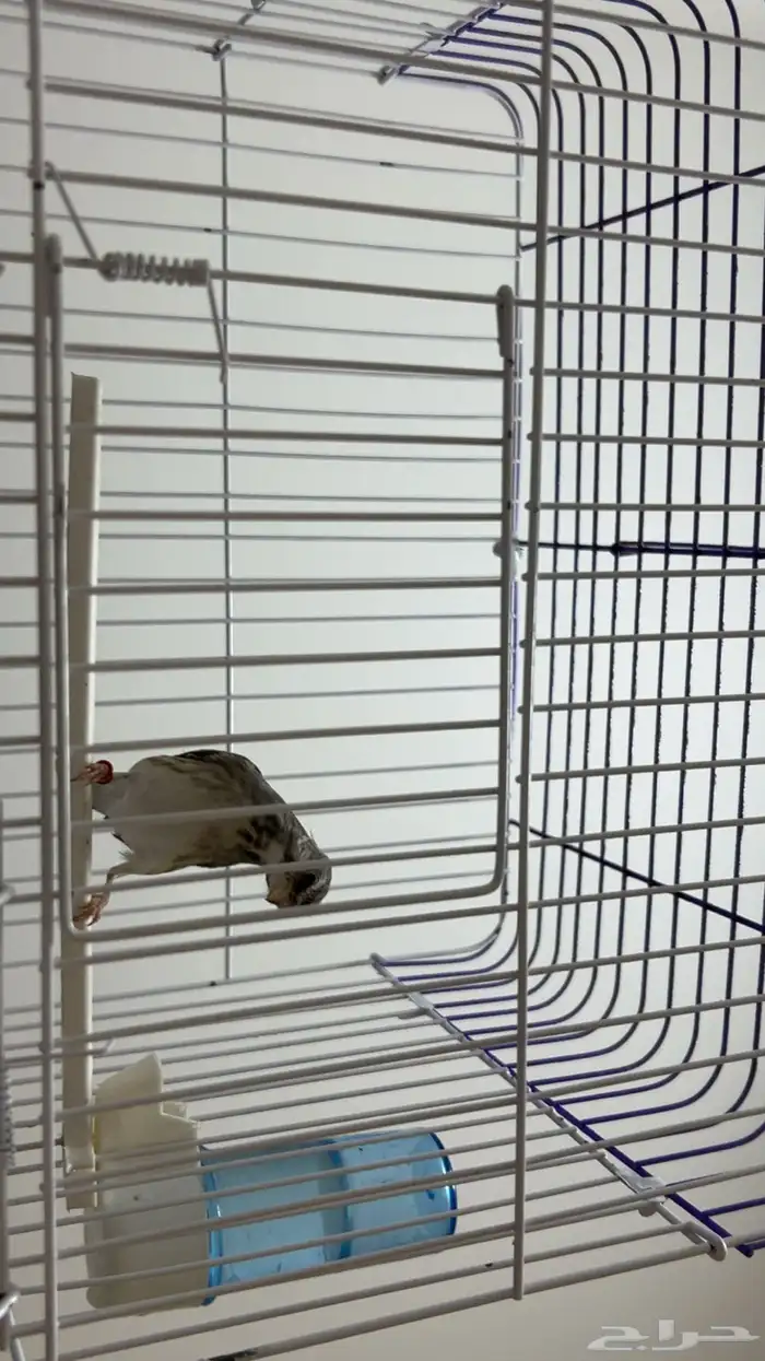 ياسمين بيور 2