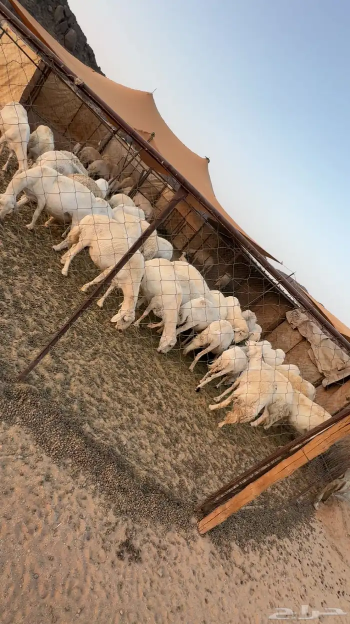 غنم مراح كفو كفو متابيع ودفيع 1