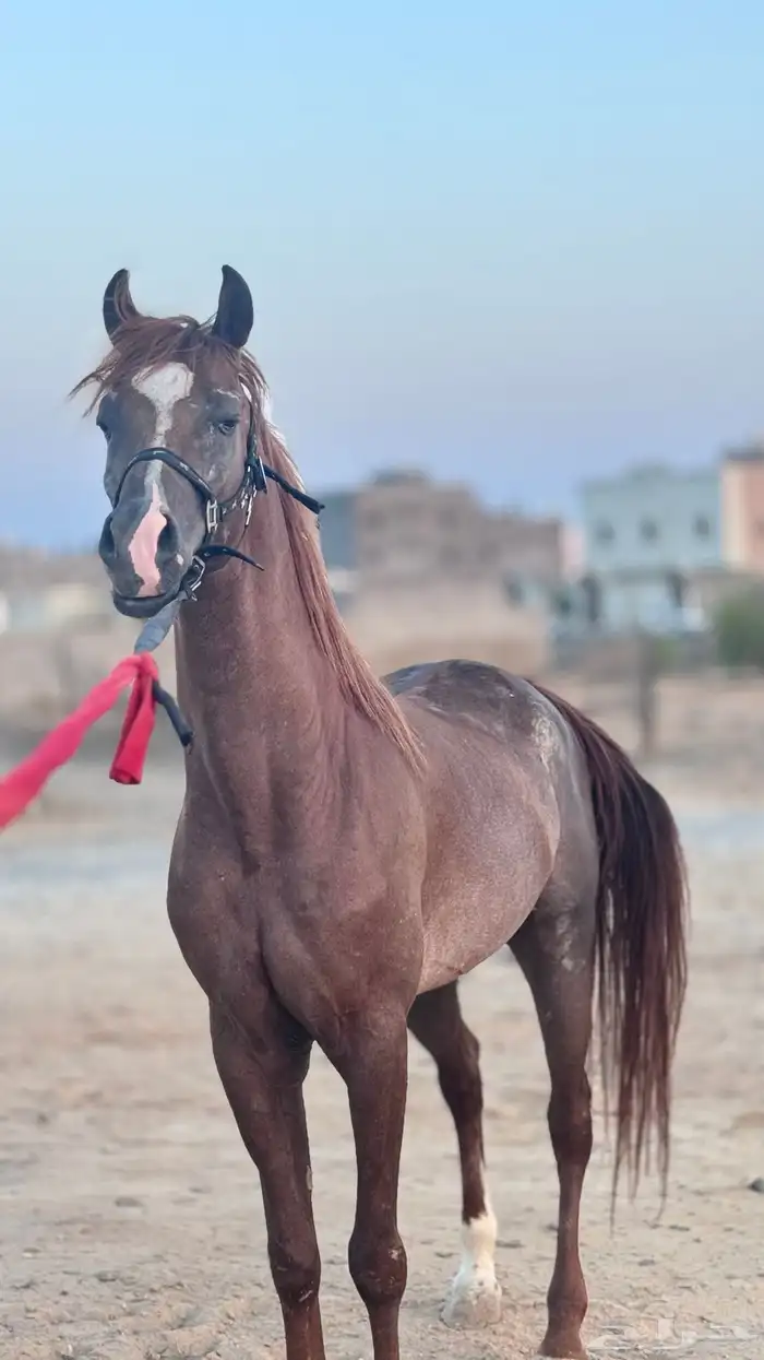 خيل شعبي 0
