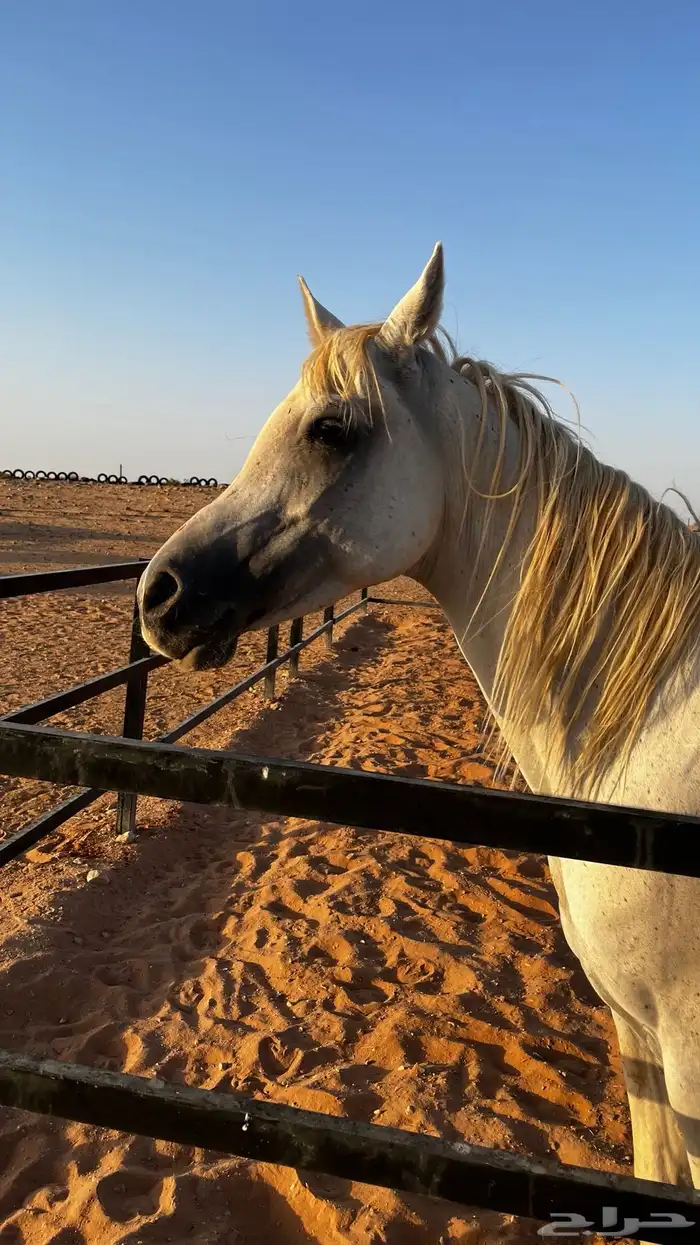 حصان للبيع 4