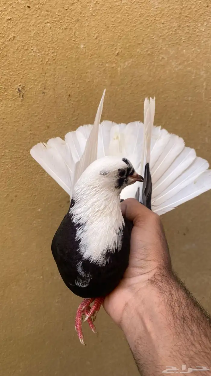 للبيع زوج قطايف 1