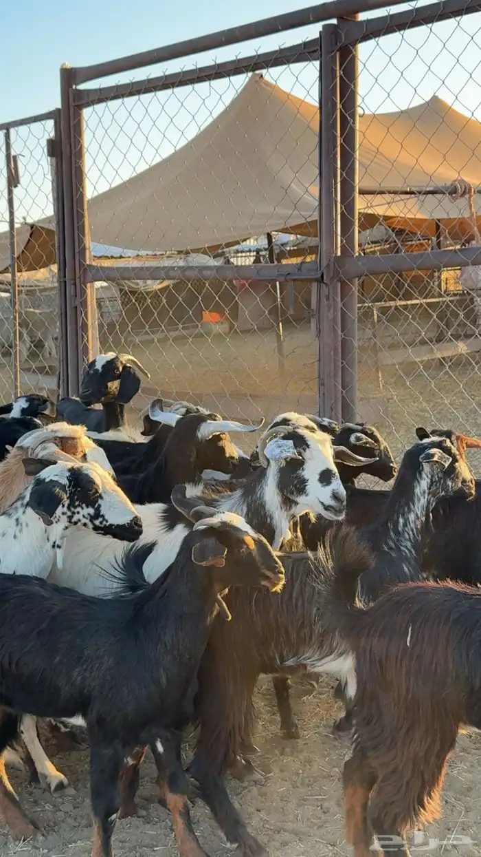 معزا ديره ونظافه خوات بعض مراح بنات اغلبها صغار سن بفحلها 2