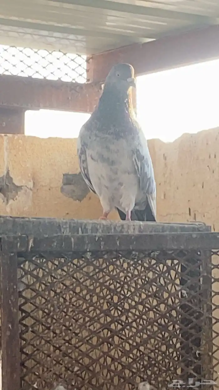 حمام باكستاني و حب رمان 3