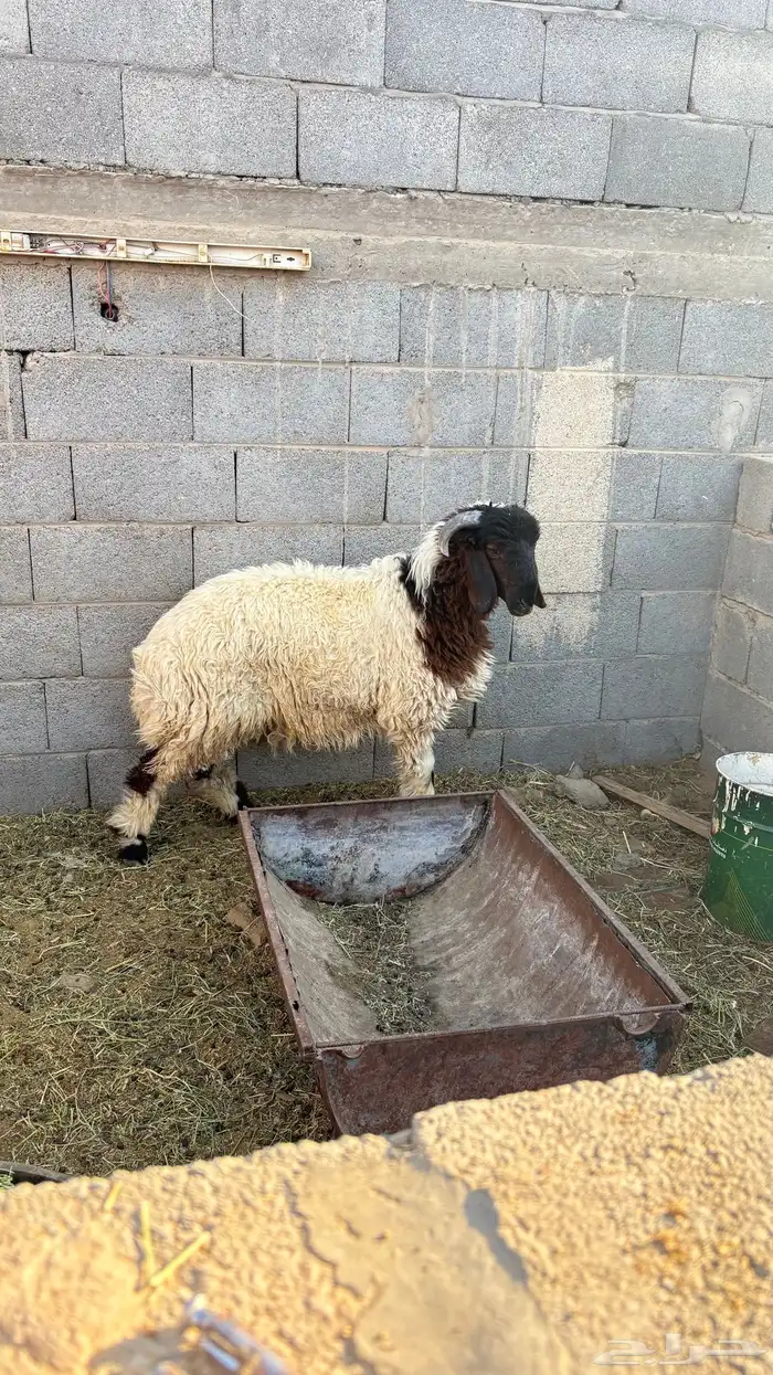 خاروف بري طيب للبيع 2