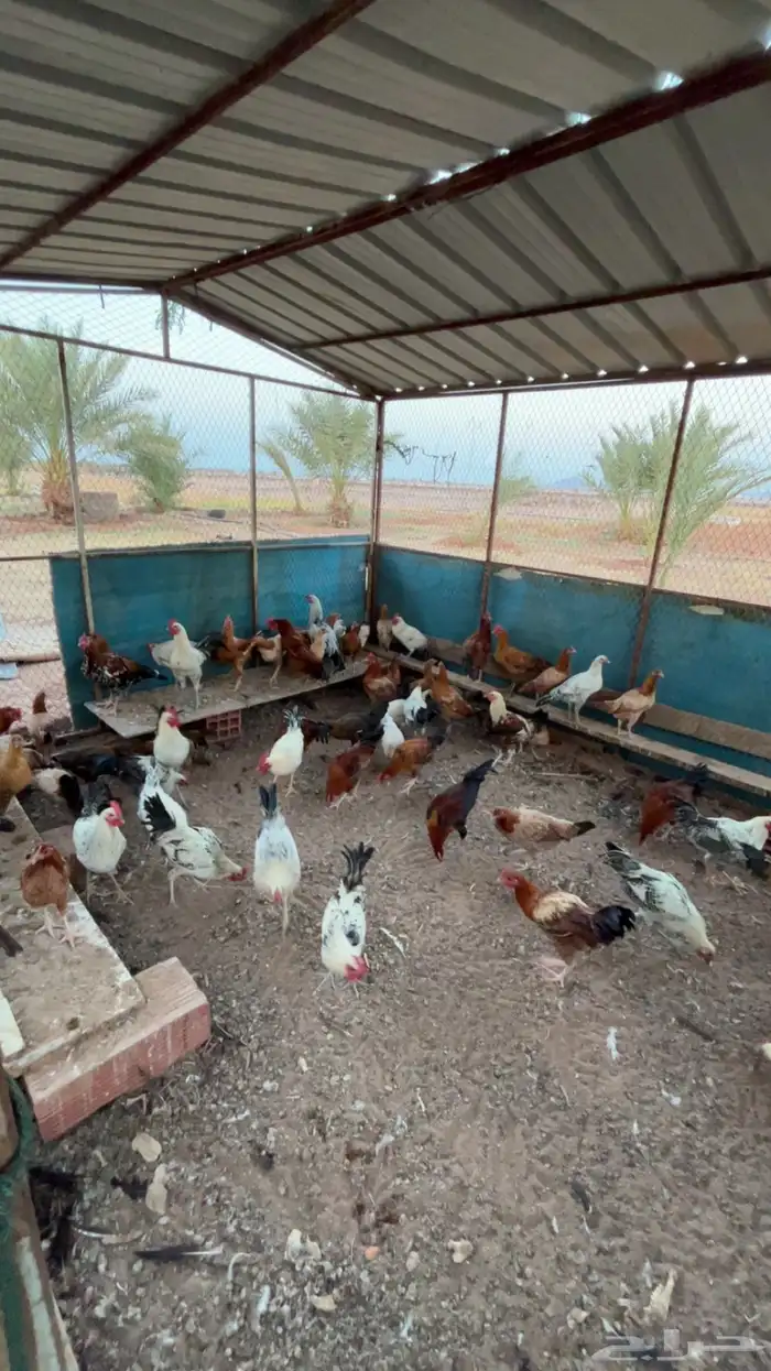 دجاج بلدي العمر خمسة شهور بشاير 0