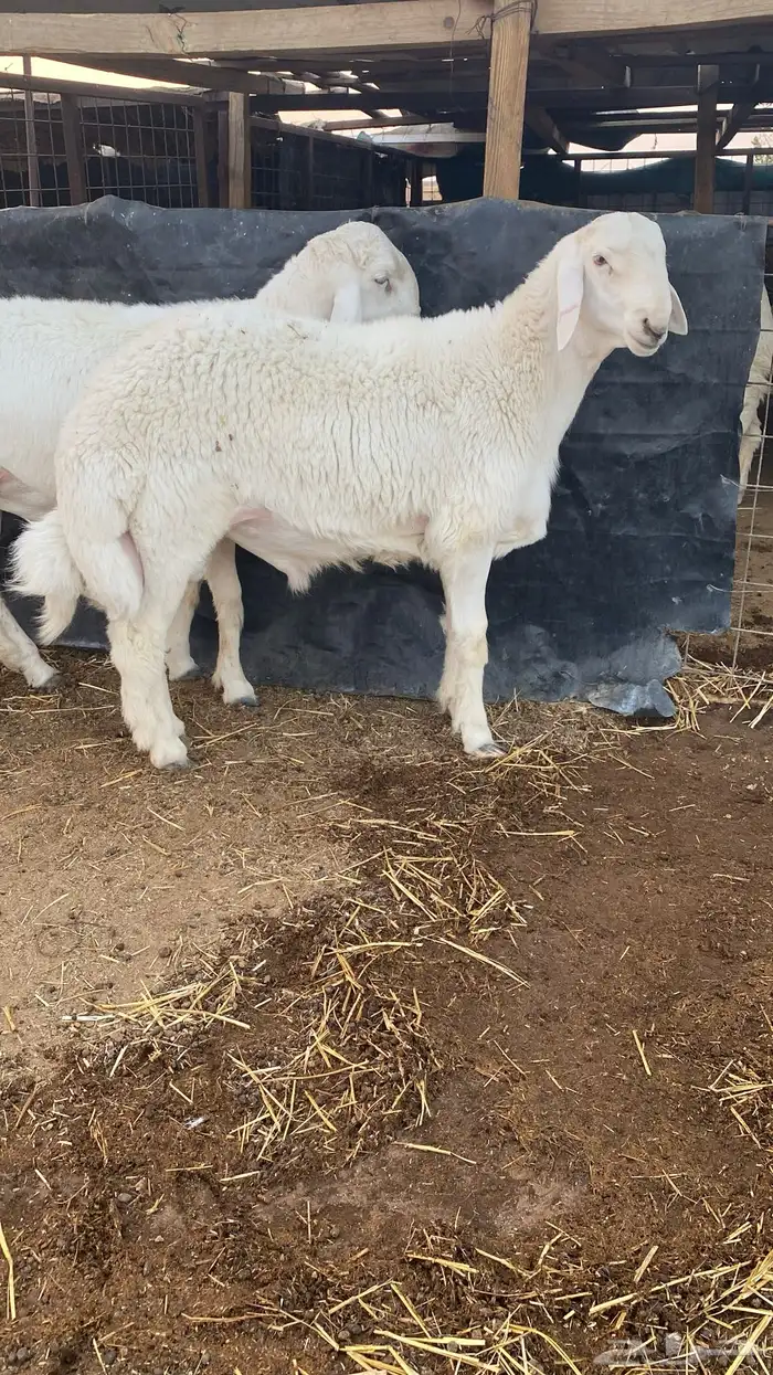 طلي حري صنف وبره قطنيه وارتفاع فاخر 2