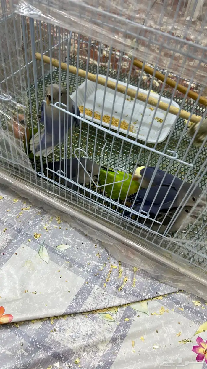 فروخ روز نهاية غر 4