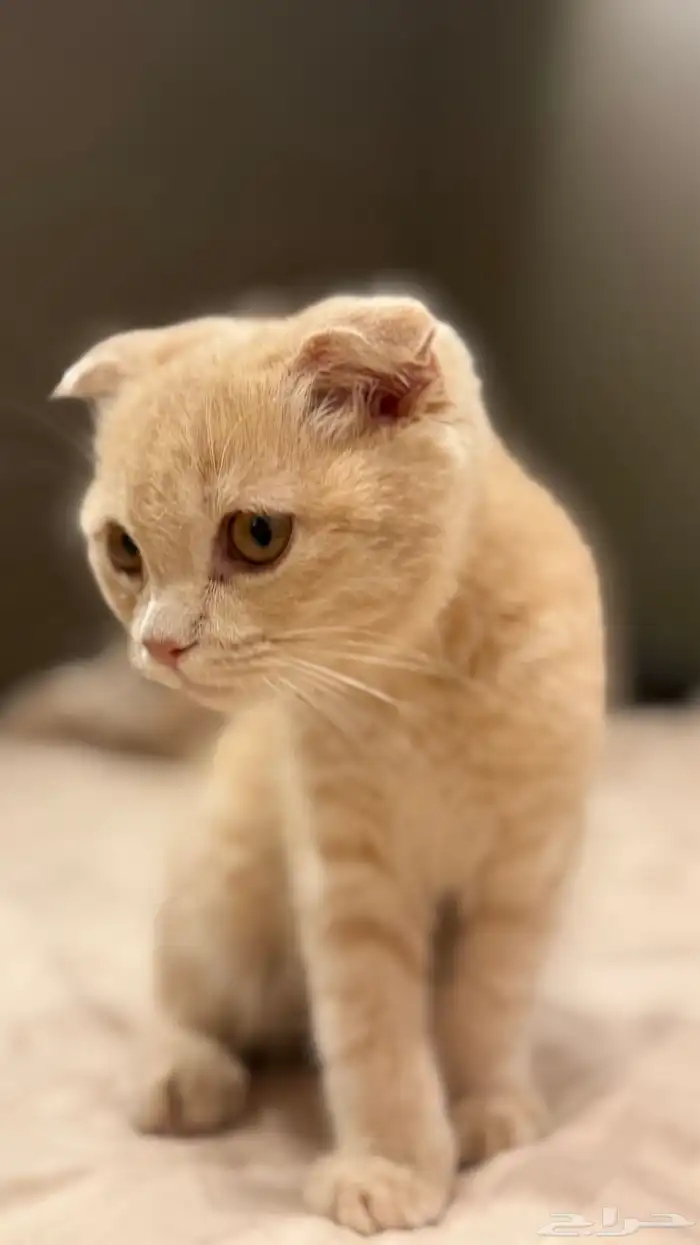 هرة سكوتش فولد أنثى 2