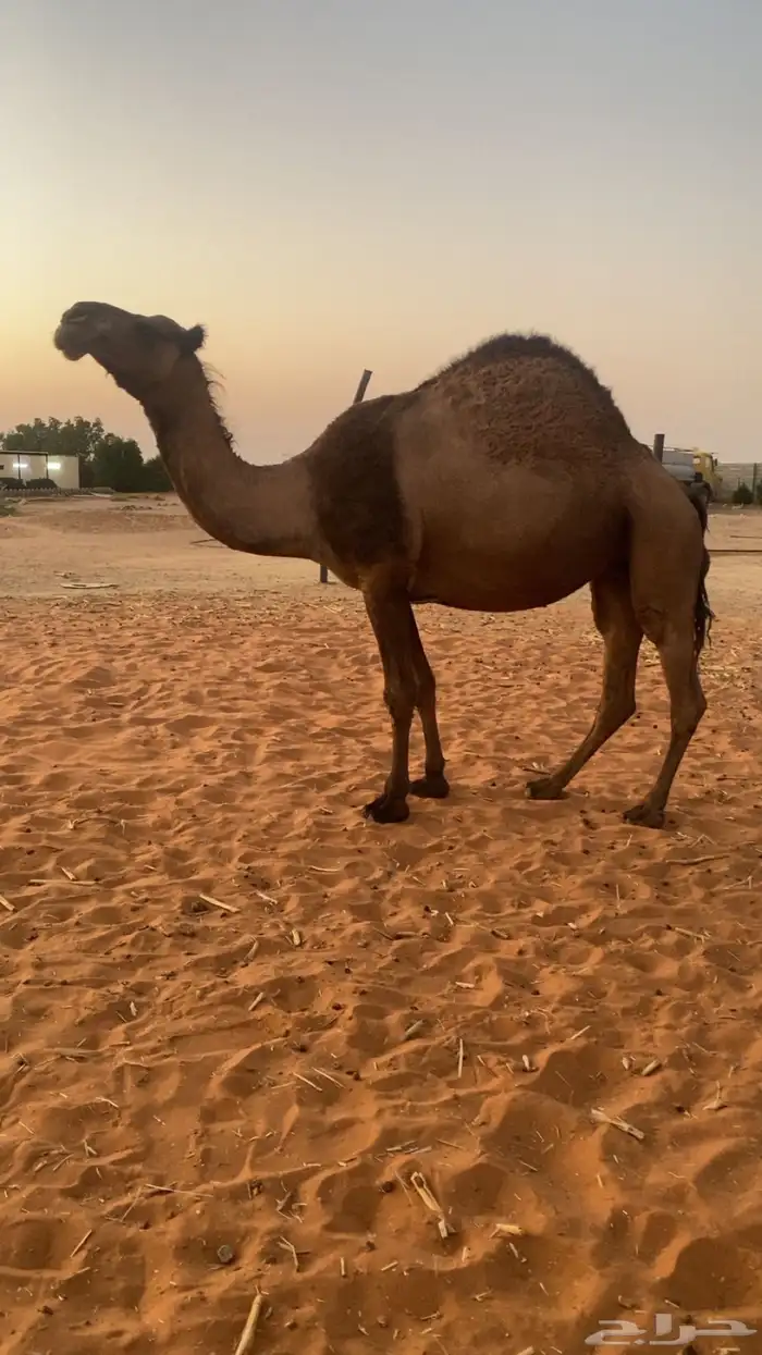 لقحه صفرا دبيانيه 3