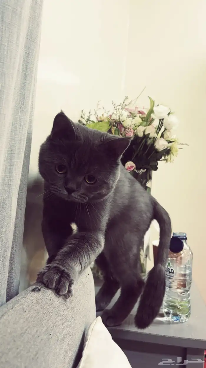 قط طالب تزاوج 3