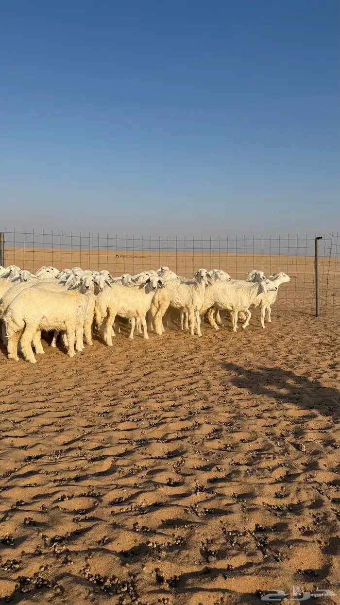 رخال جذعات حرش حلال فاخر 12