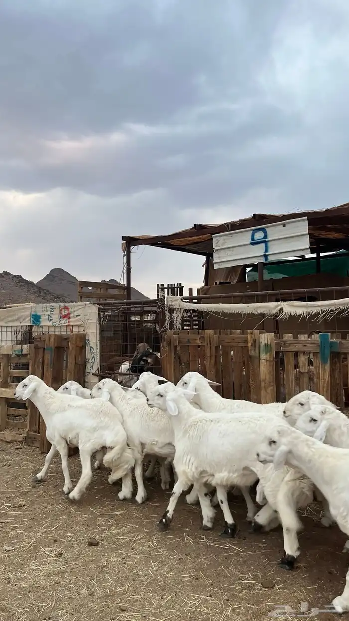 طليان حري ذبايح نظيف شرط 7