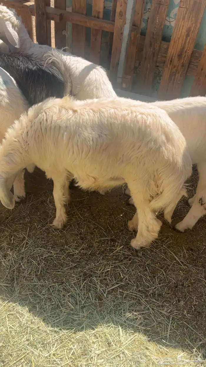 طليان كفوو مشروطة 0