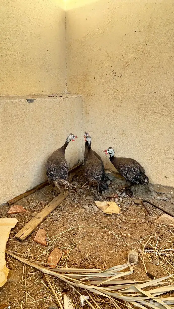 دجاج حبشي نضيف العدد 4 3