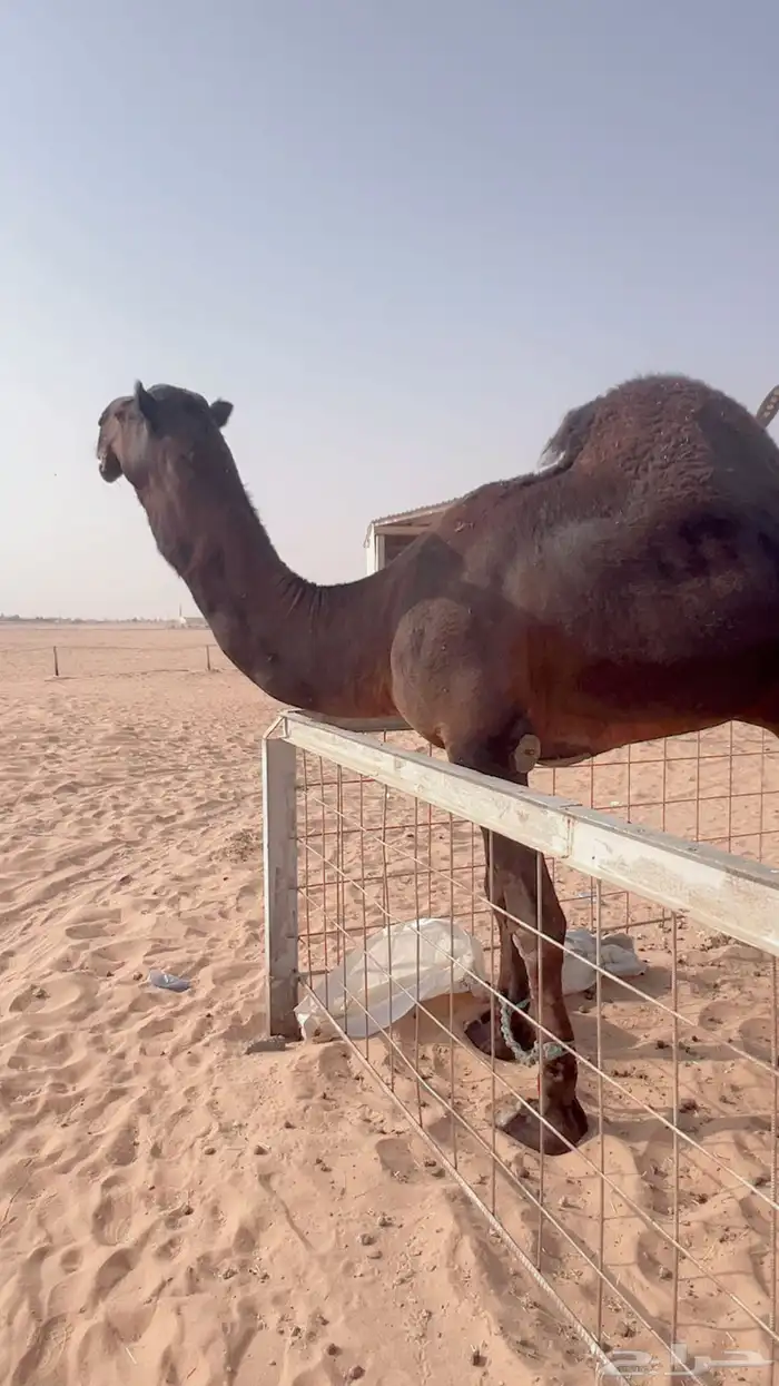 فحل مجاهيم منتج 0