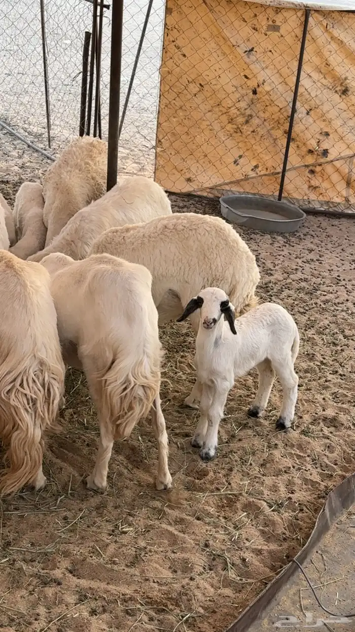 غنم مراح كفو كفو متابيع ودفيع 8