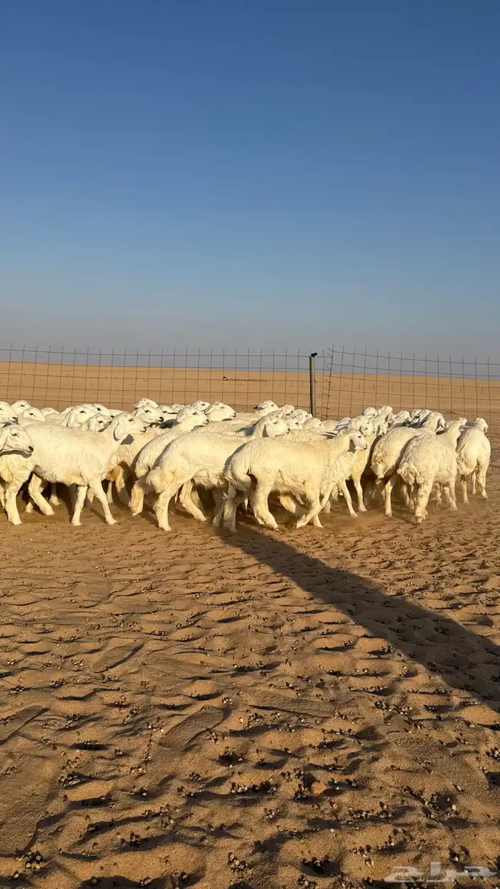 رخال جذعات حرش حلال فاخر 4