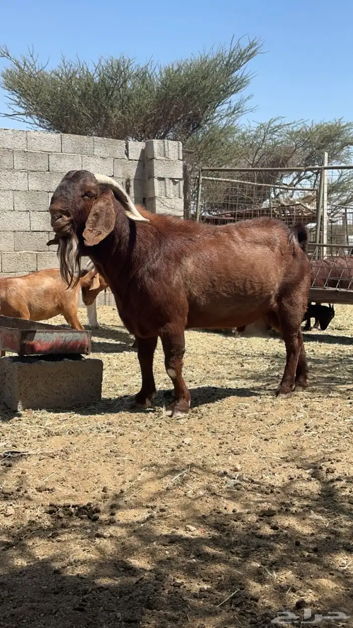 تيس كلهاري بيور 7