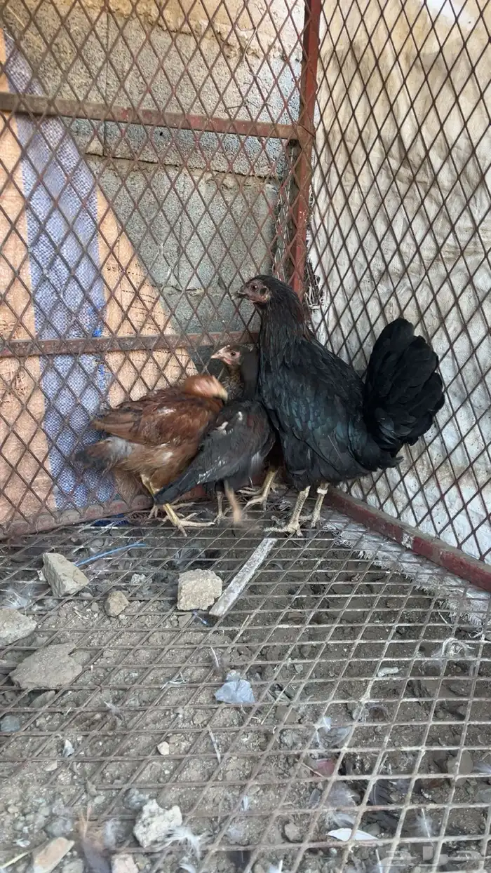 دجاجه اندنوسيه عليها ثلاث فروخ بلدي 1