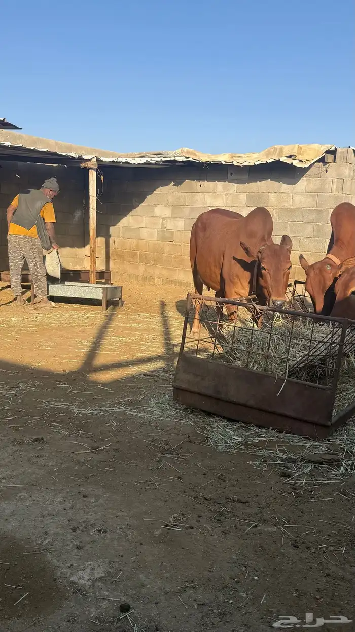 ابقار للبيع 12