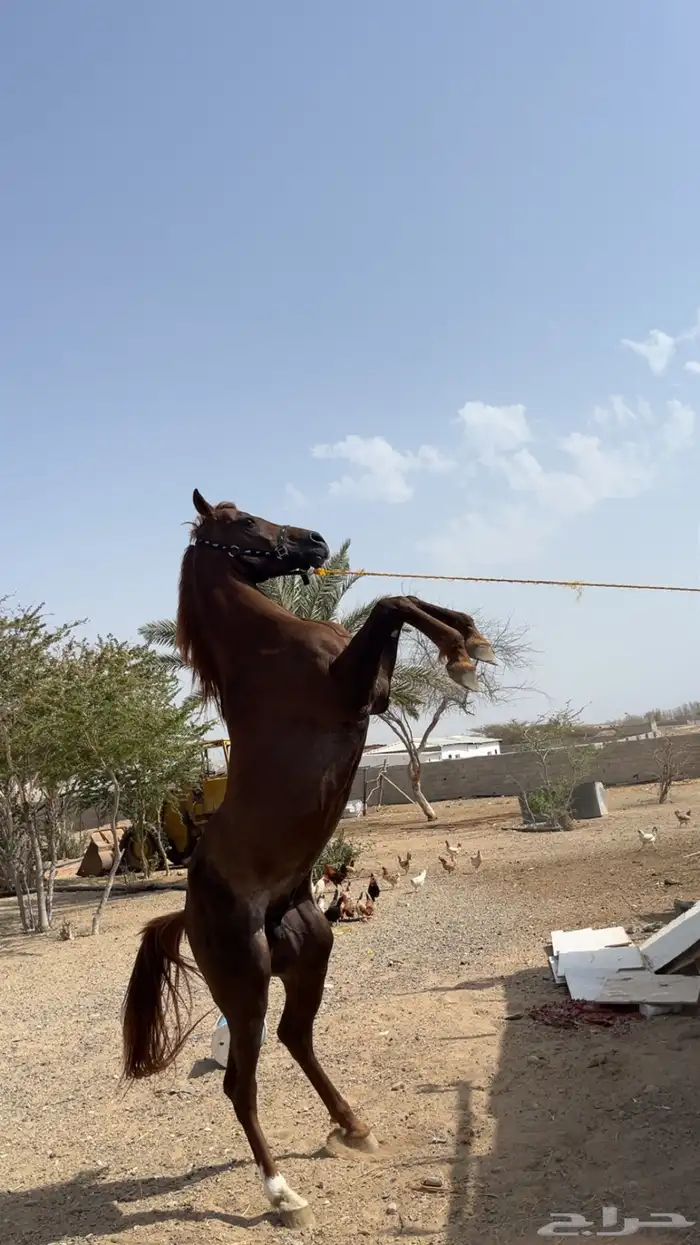 خيل شعبي 2