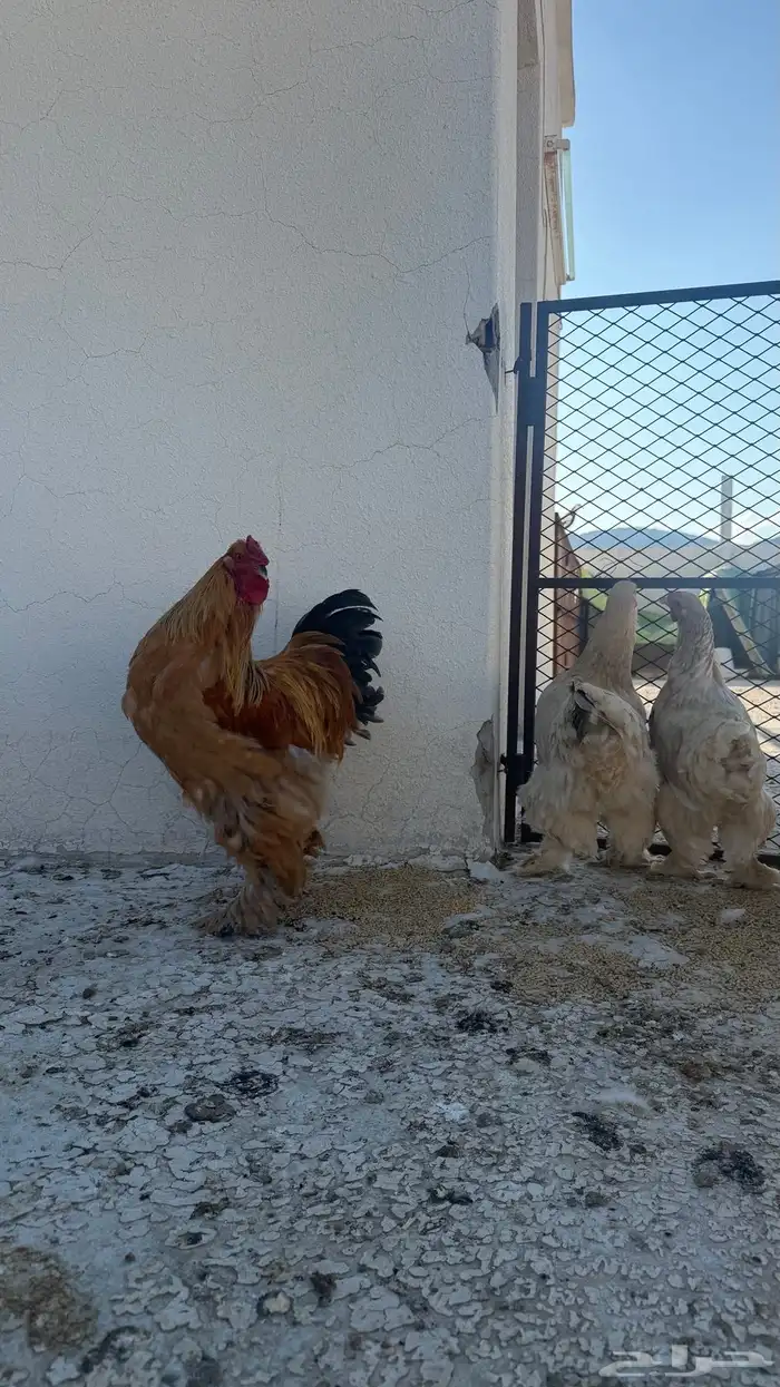 دجاج براهما طقم ديك ثلاث اناثي 4