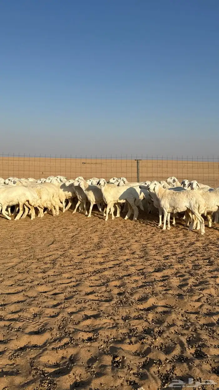 رخال جذعات حرش حلال فاخر 13