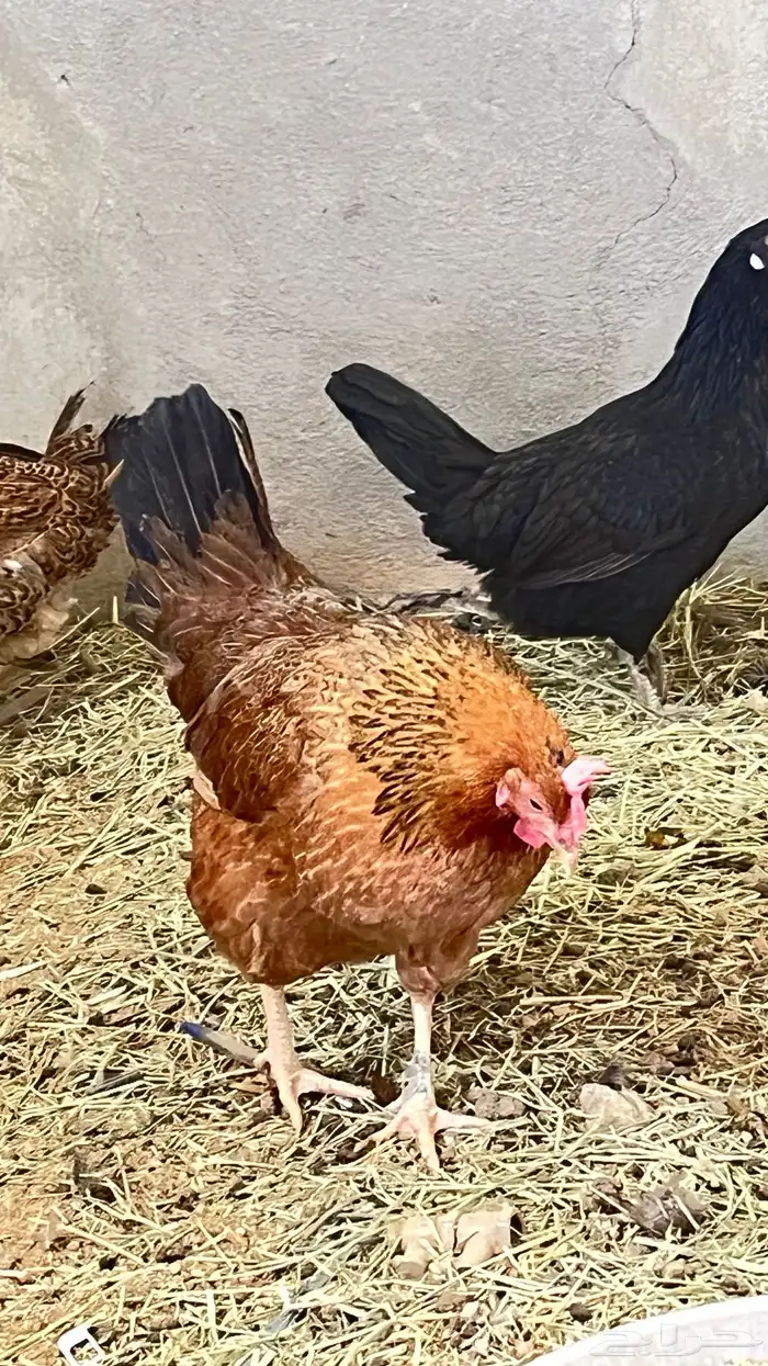 دجاج 2فرنسي وثلاثه عربي 7