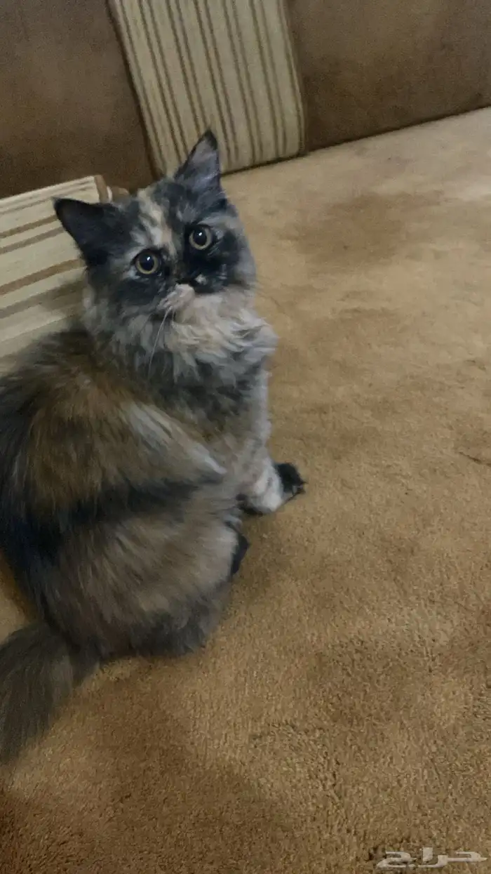 قطوه لتبني مطعمه مع اغراضها 3