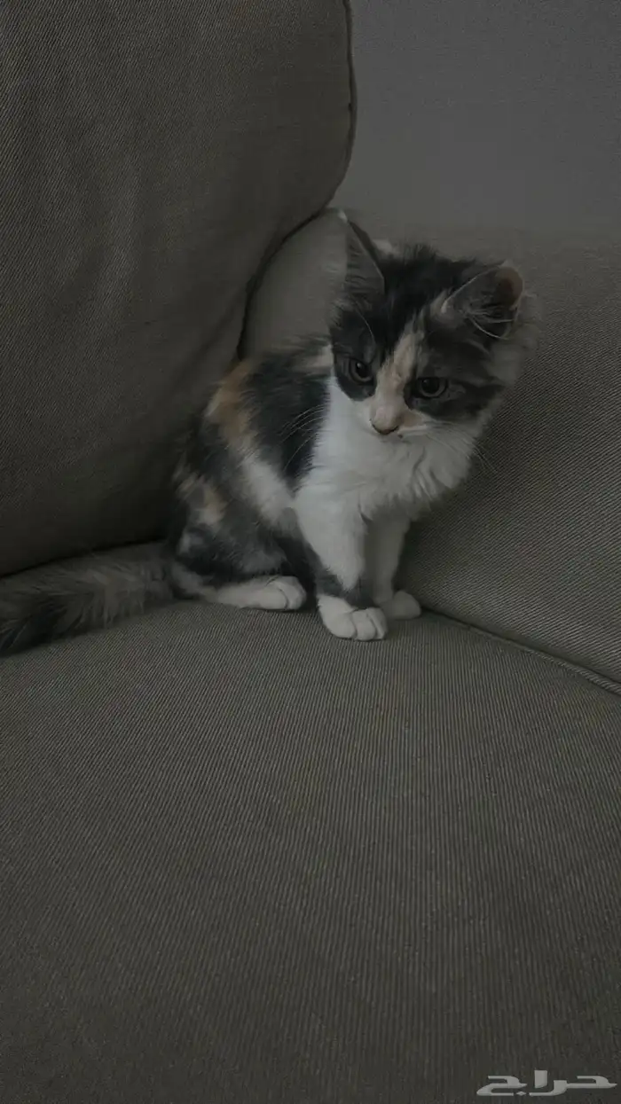 قطه للتبني عمرها شهر ونص بدون اغراضها 0