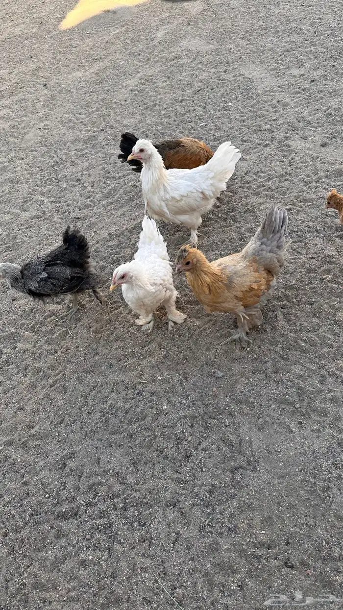 صوص براهما 1