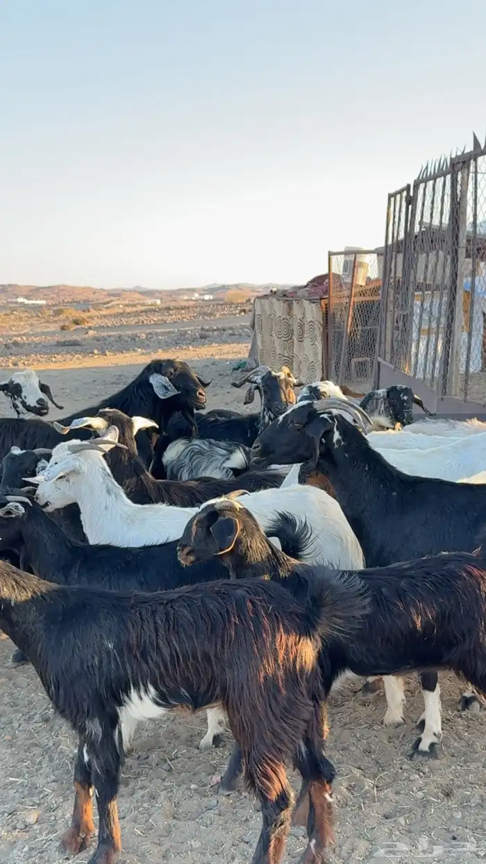 معزا ديره ونظافه خوات بعض مراح بنات اغلبها صغار سن بفحلها 3