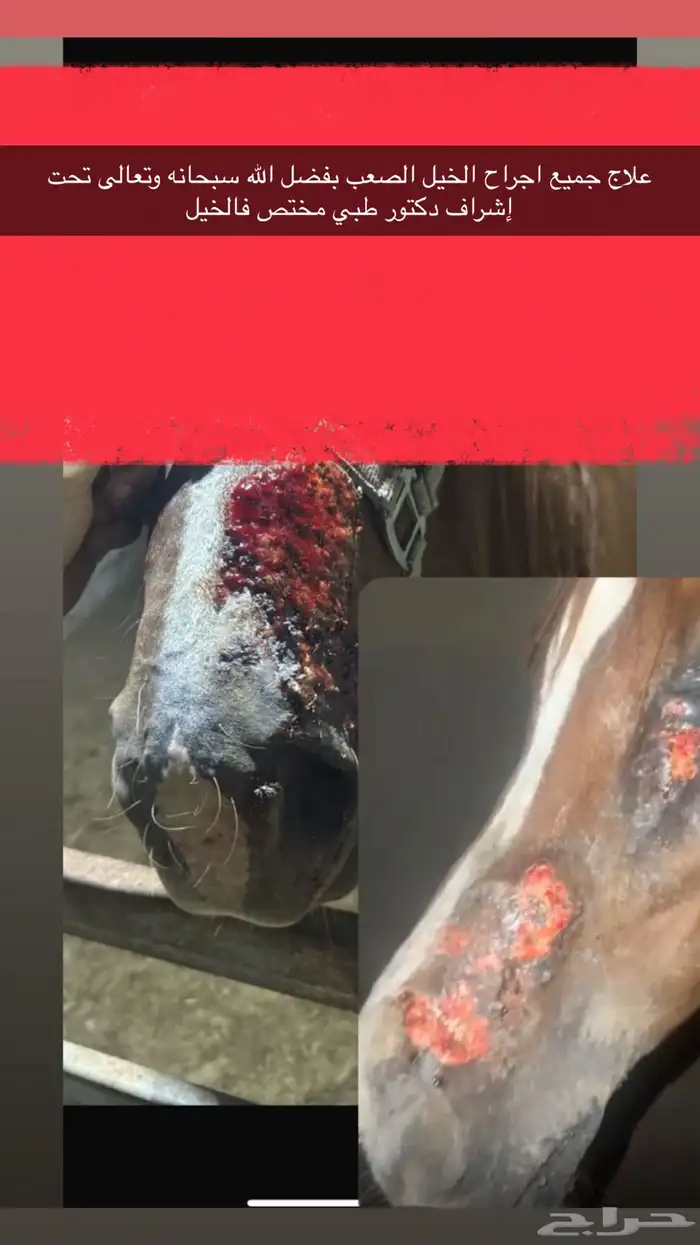 إيواء علاجي للخيل 0