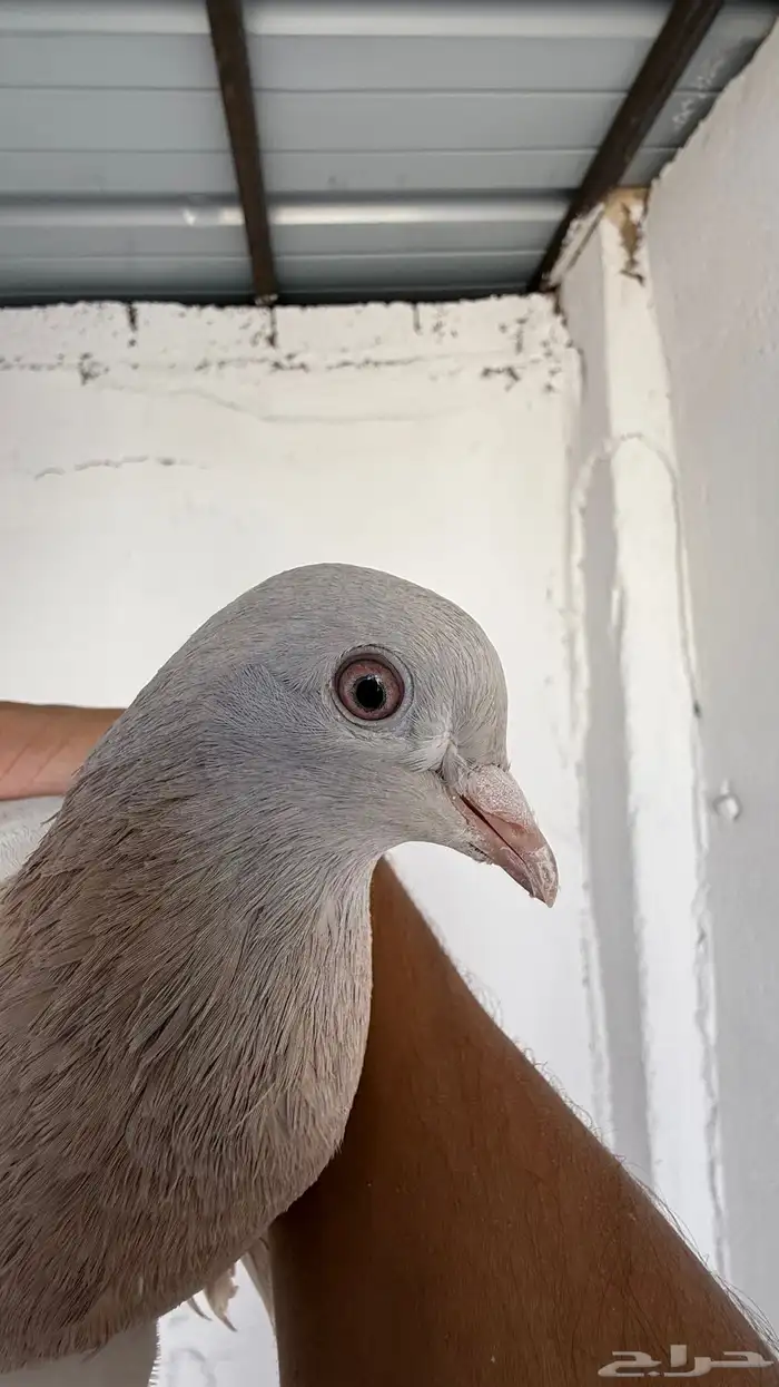 مطلوب حمام تركي معقد بسعر مناسب 0