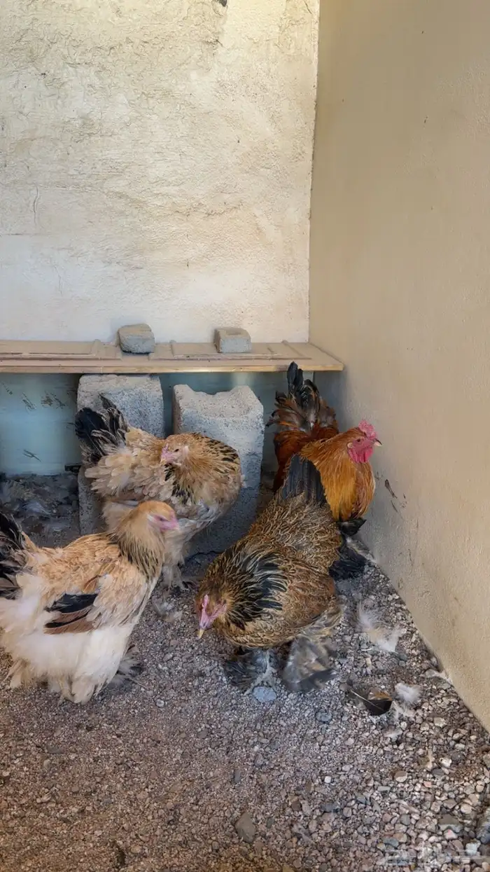 دجاج براهما 1