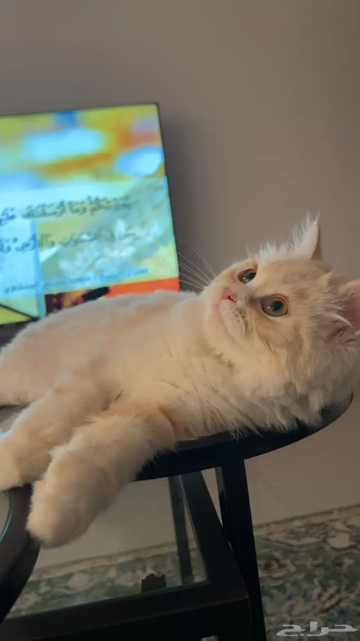 قط انثى هملايا 2