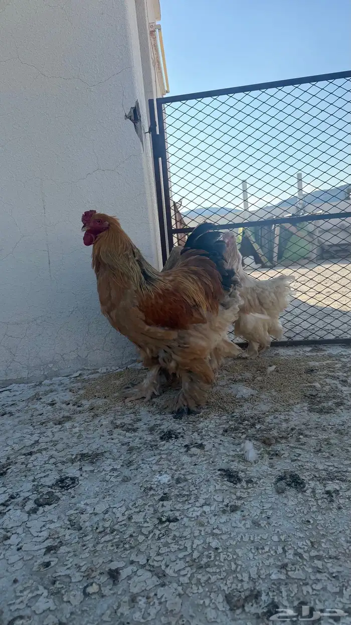 دجاج براهما طقم ديك ثلاث اناثي 7