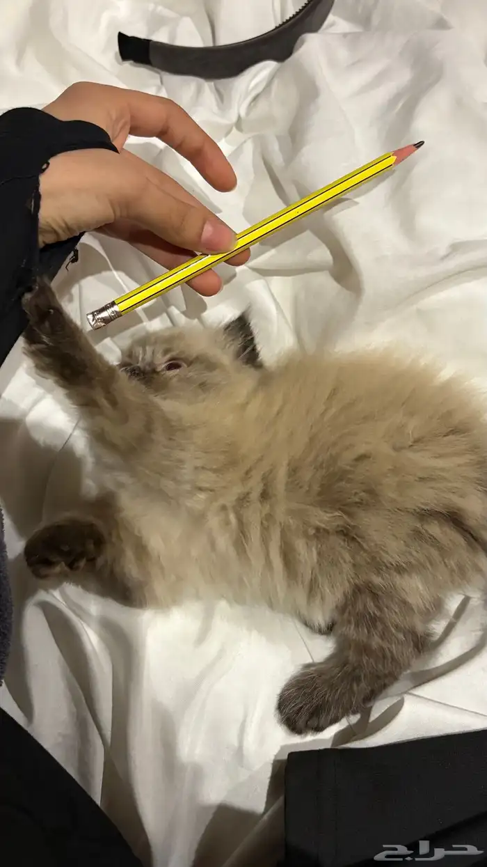 هجين سكوتش وهملايا 14