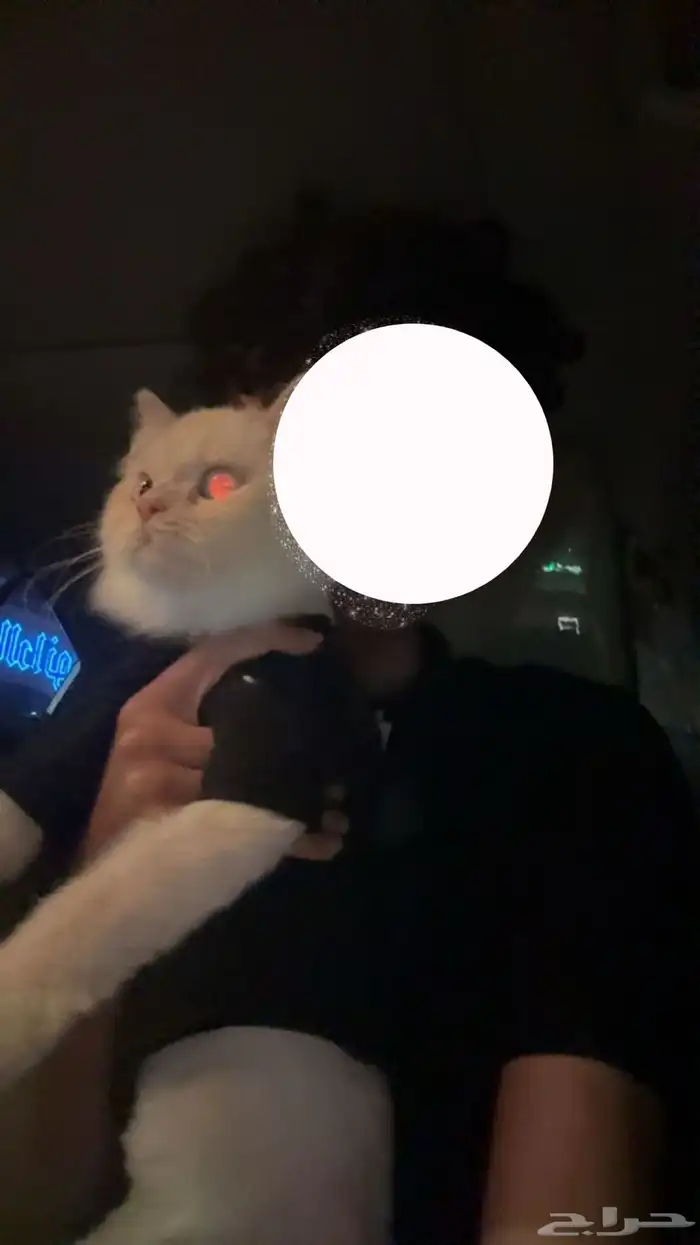 قطه هيميلايا و جميع المستلزمات 1