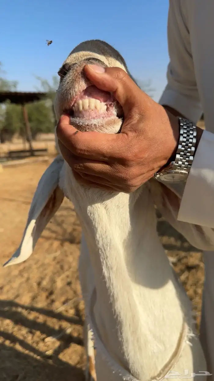 خروف ساكني ابيض جذع 3