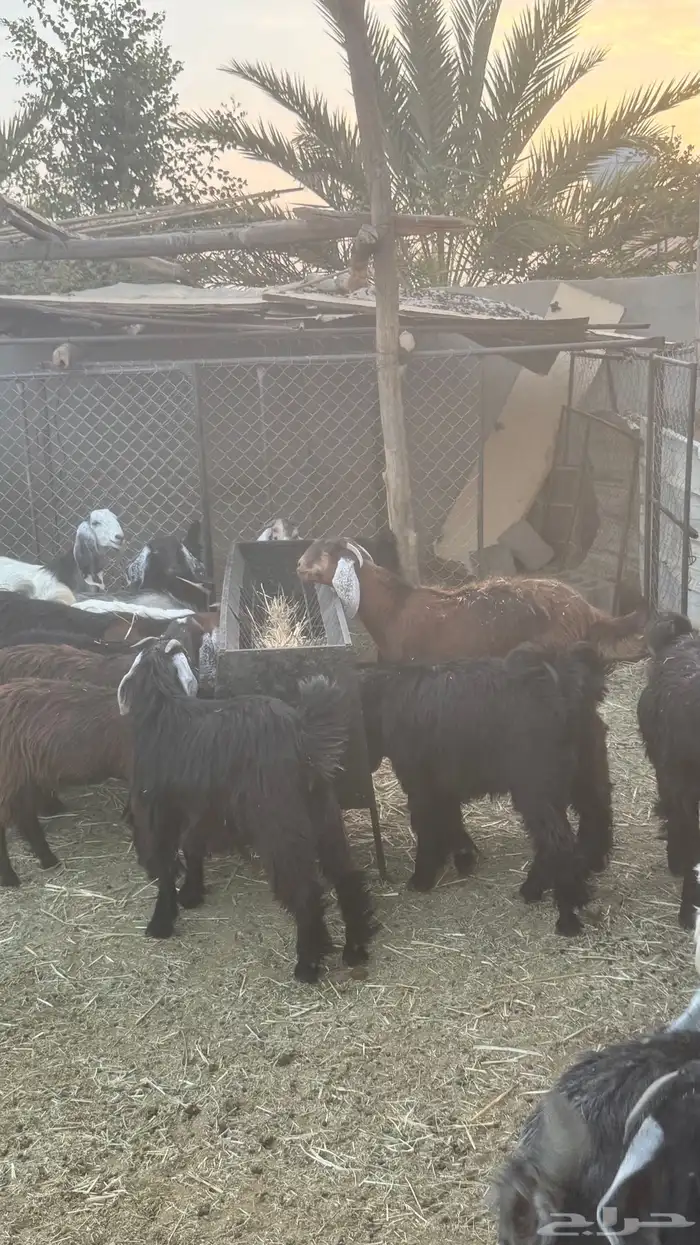 تيوس مخاصي وجفار 4