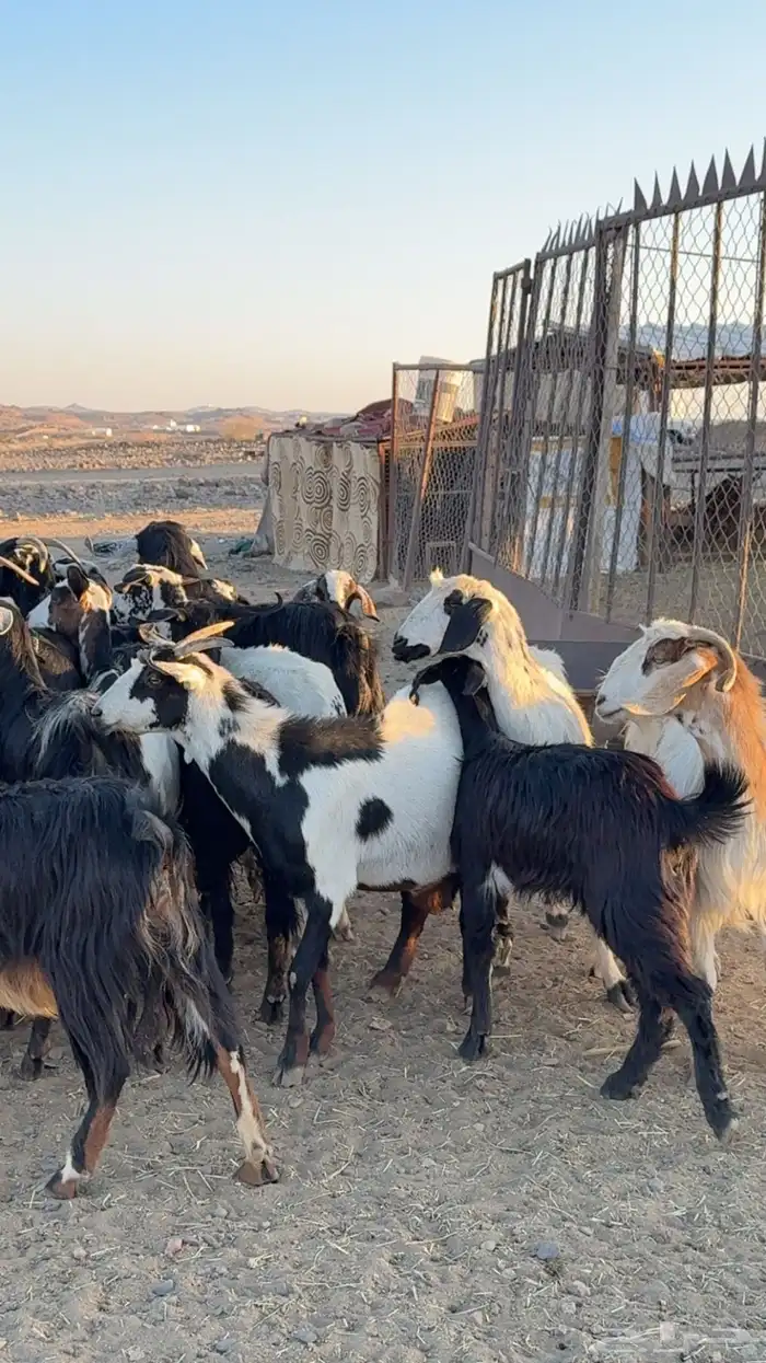 معزا ديره ونظافه خوات بعض مراح بنات اغلبها صغار سن بفحلها 5