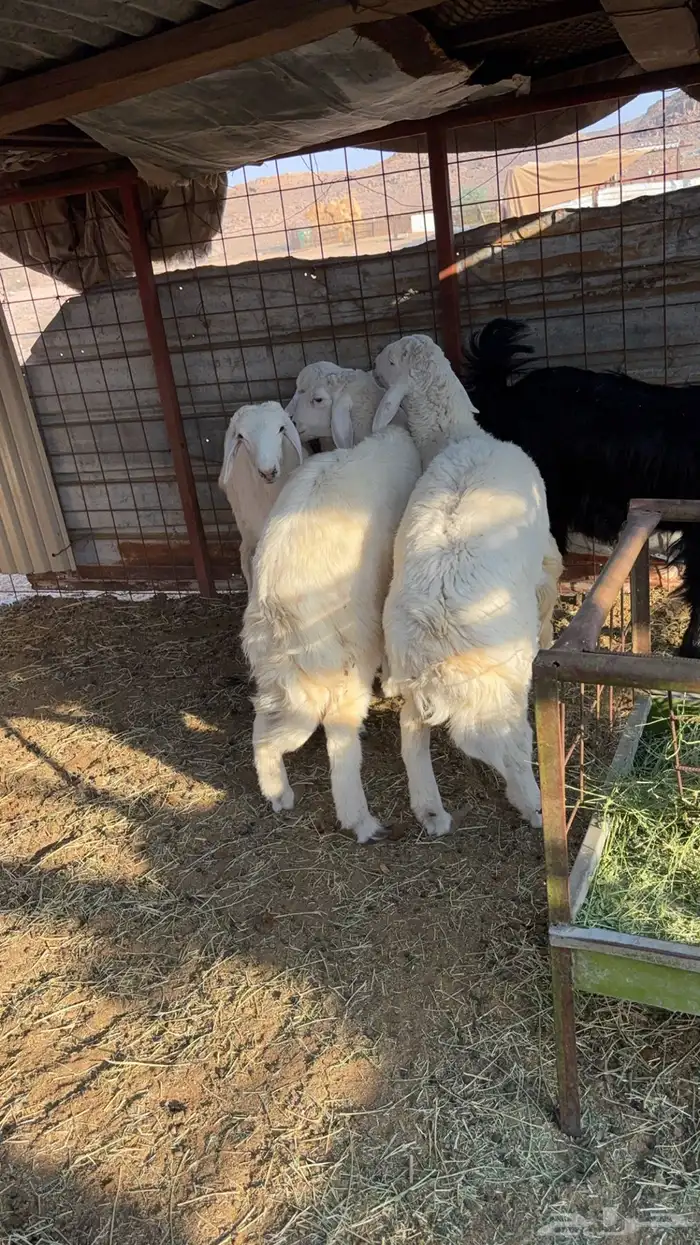 طليان حريه جبره ونضيفه ع شرط 1