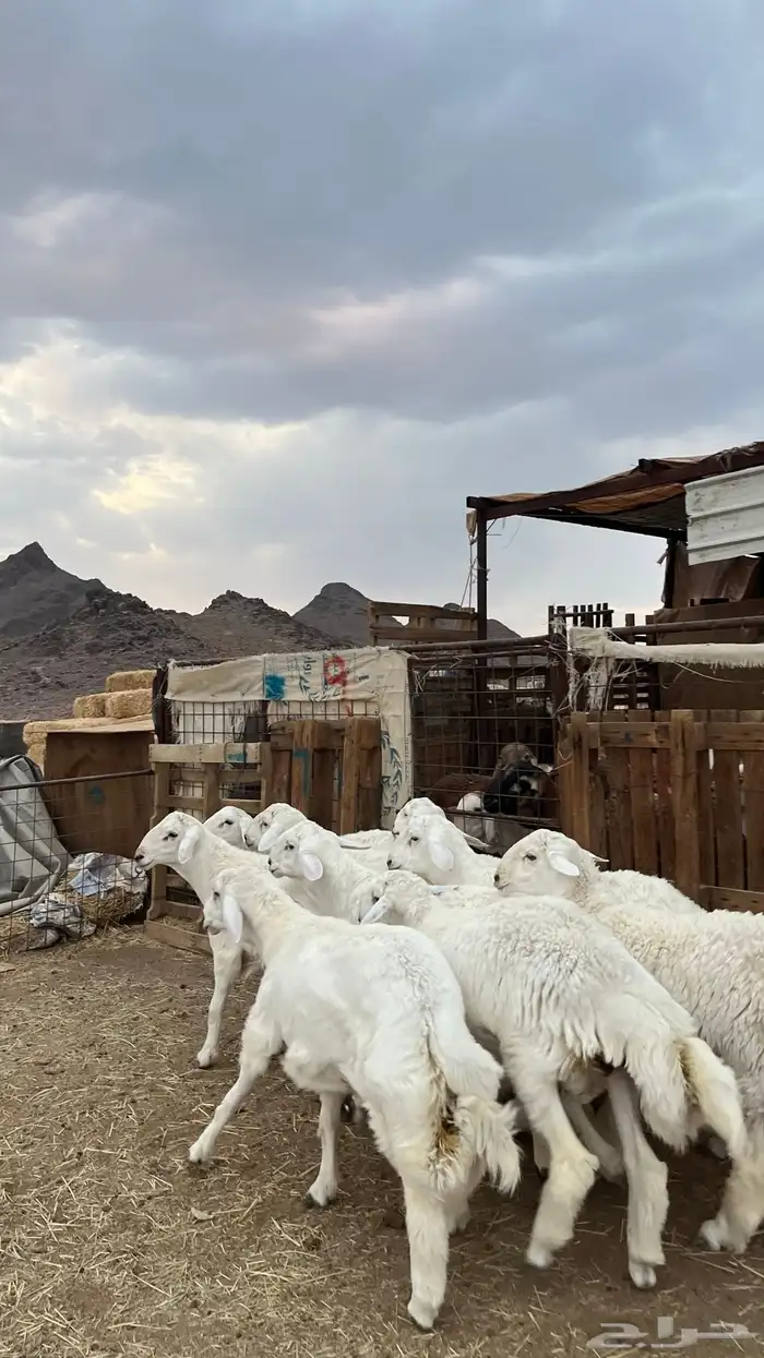 طليان حري ذبايح نظيف شرط 6