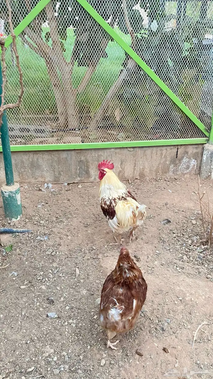 للبيع مستعجل دجاج لوهمان 0
