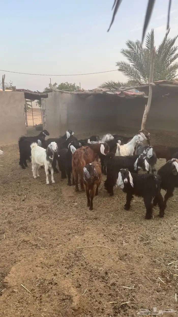 تيوس مخاصي وجفار 3