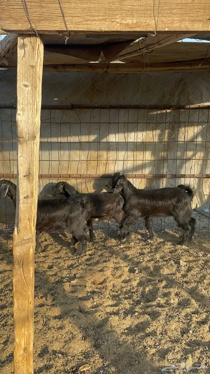 تيوس مندي(تم البيع) 7