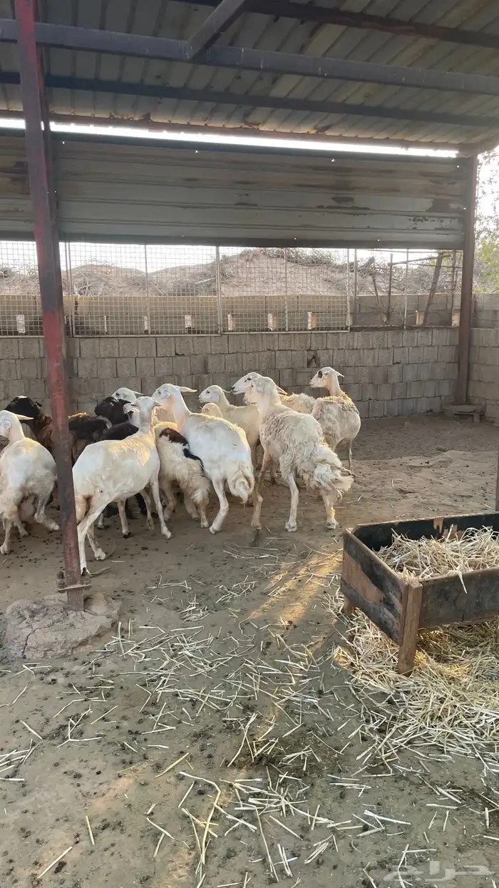 حريات من الجذع الى السديس 1