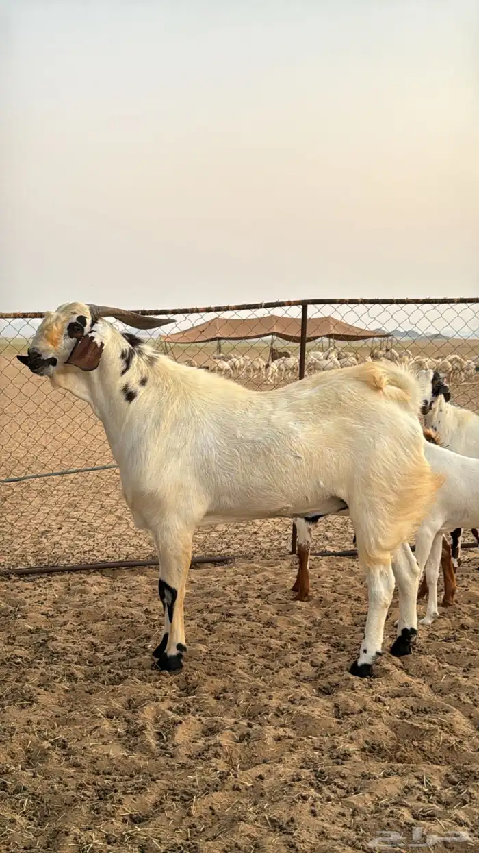 تيس مشروع فحل 1