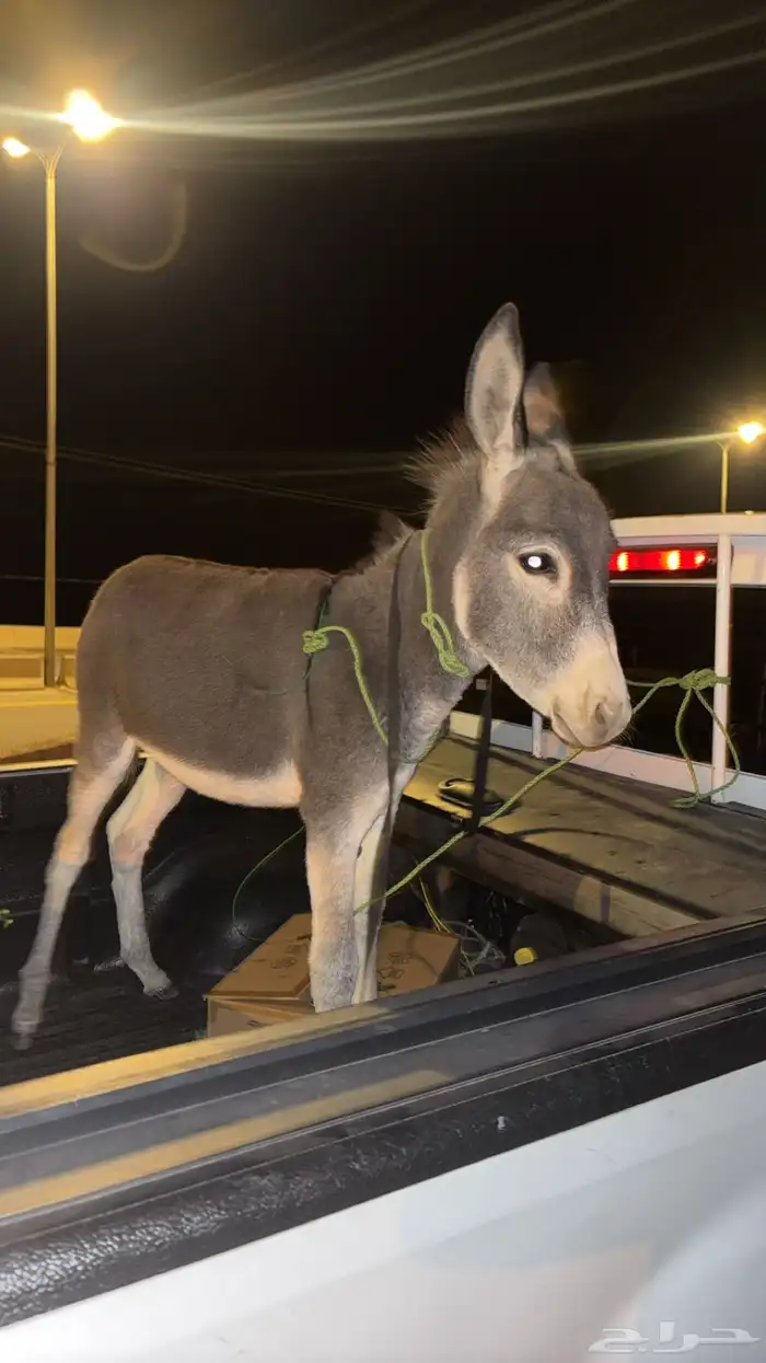 حمار للبيع 2